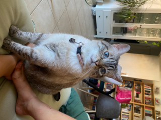Photo de Pipette