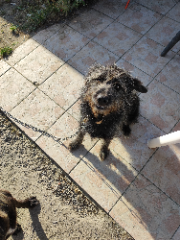 Photo de Mushu