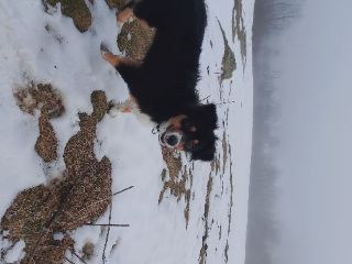 Orla