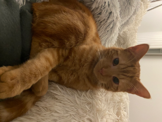 Photo de Syrah