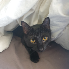 Boïko