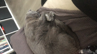 Chewie