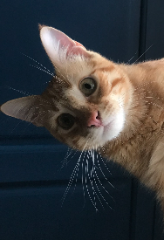 Simba