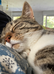 Photo de Yoshi