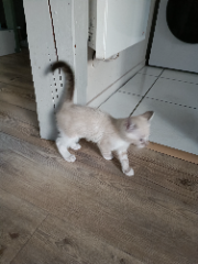 Photo de Nala