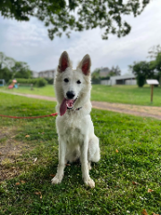 Lumi