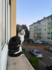 Oreo