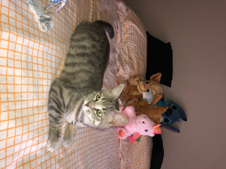 Photo de Kira
