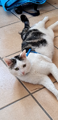 Lupi