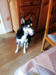 Photo de Marley