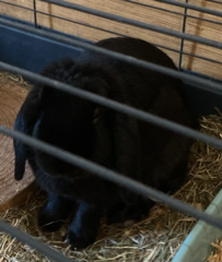 Cachou
