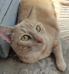 Neko
