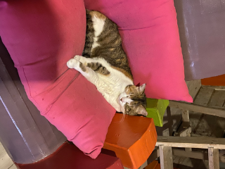 Photo de Rose