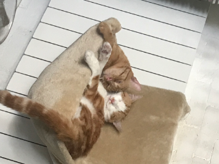 Photo de Tango