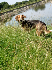 Dovie