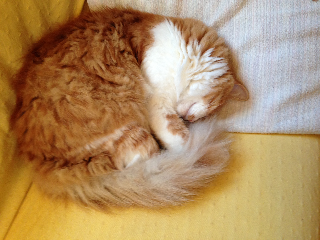 Photo de FUJI