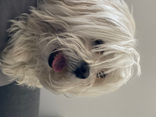 Snoopy