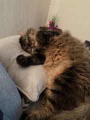 Photo de Lucky