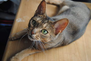 Gipsy