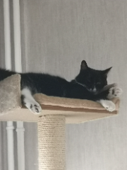 Miyu