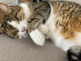 Merlin (bébé)