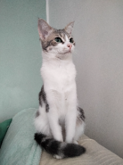 Mimi