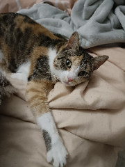 Ninah