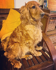 Floky