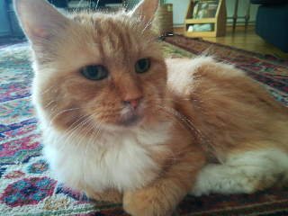 Gros chat