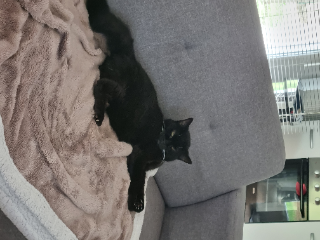 Lola