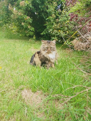 Freya