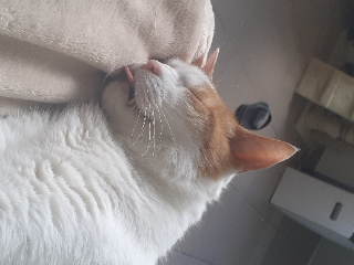 MonChat