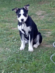 Photo de Balto