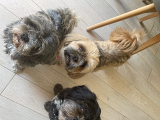 Photo de Cookie