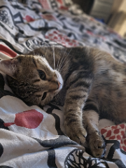 Photo de Obi