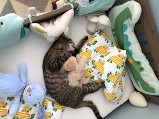 Photo de Kitty