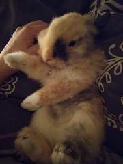 Saïko