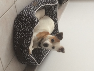 Noisette