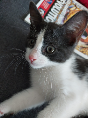 Photo de Mignon
