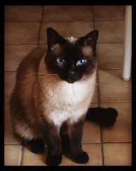 Photo de Nibi