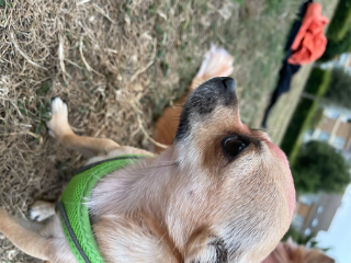 Photo de Fifi