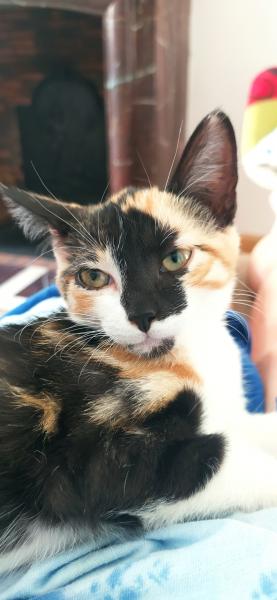 Maya