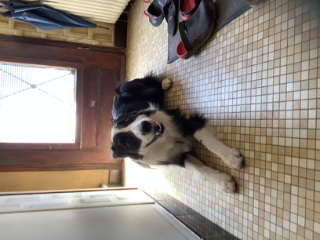 Photo de Pongo