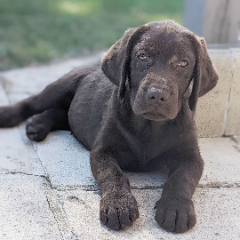 Photo de Zeus