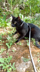 Photo de Blacky