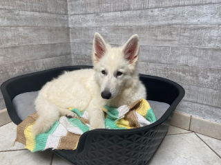 Talya