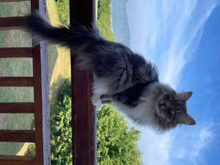 Photo de Peluche