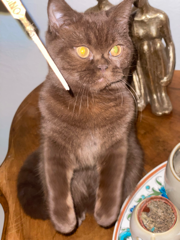 Photo de Moka