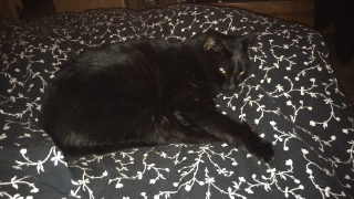 Loki