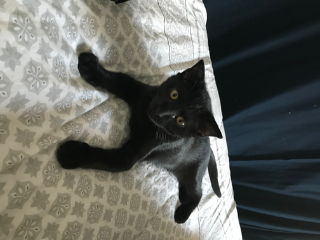 Photo de Meiko